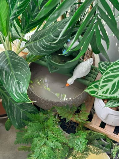 Plant Therapy after